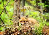 Michigan Spring Baby Fox