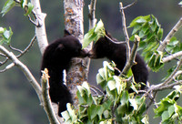 Animals - Black Bears